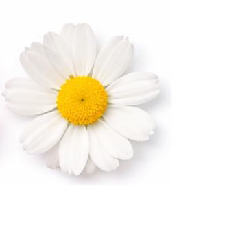 Blå blomst