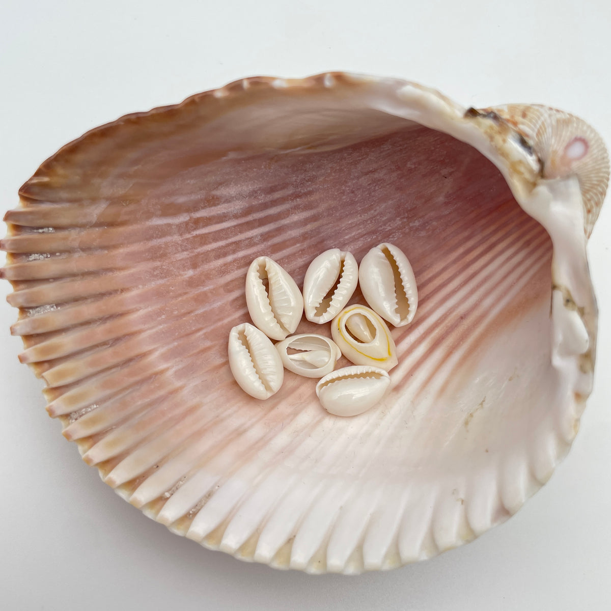 Ægte konkylie vedhæng/charm, ca 17 x 10 mm, til smykker