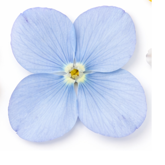 Blå blomst