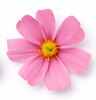 Lyserød blomst